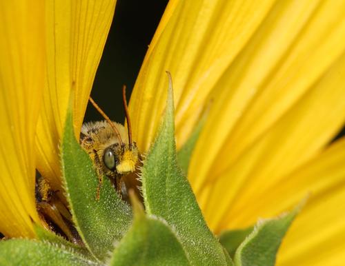 A Melissodes bee rests on a sunflower. 